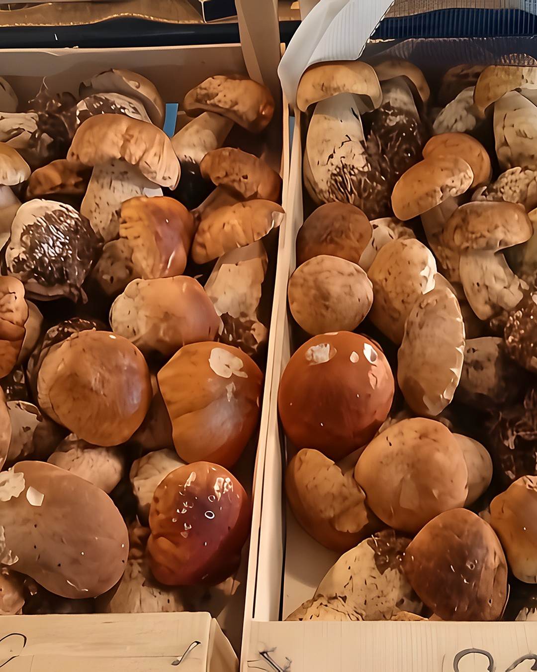Porcini freschi
