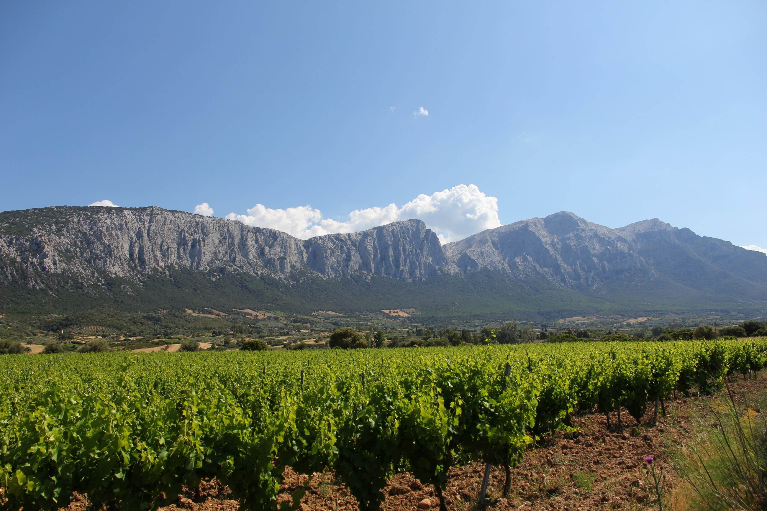 Le pareti calcaree del Supramonte sopra i vigneti di Oliena, in Sardegna